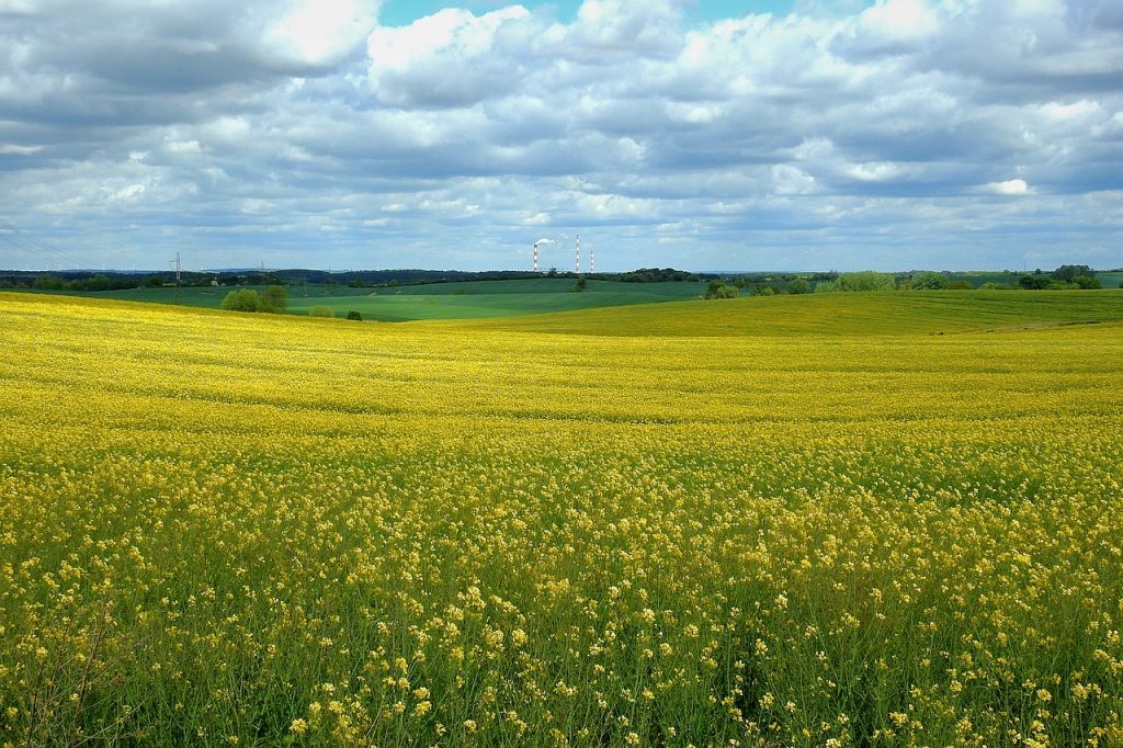 canola field, landscape, figure-5190826.jpg