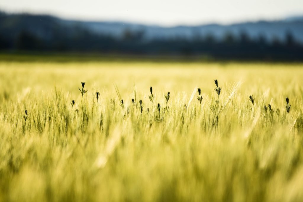 cornfield, summer, wheat-5067210.jpg