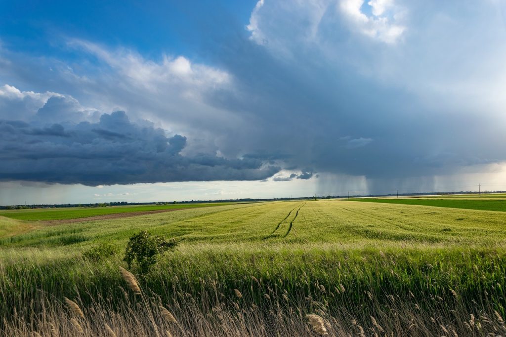 storm, wheat field, nature-5220380.jpg